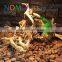 Nomo Driftwood sinking spider wood for fish aquarium freshwater tropical reptile