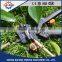 Fruit trees grafting shear cutters