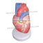 Anatomy Heart Model