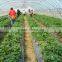 Factory Price Multi Functional Polythene Film Greenhouse For Vegetables/Fruits/Hydroponics