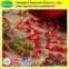 100%Natural ellagic acid 40% pomegranate bark extract powder