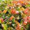 Pea & Bean Garden Plant Support Netting