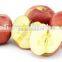 Fresh shandong fuji apple with lowest price