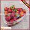 food grade plastic PET fruit and food tray