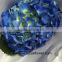 Whole Sale High Quality Hydrangea Flower From Farm Directly