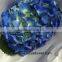 High Grade Fresh Flowers Hydrangea Import From China