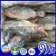 Frozen premium tilapia fish whole round price