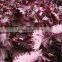 Chinese vanilla vegetable Red Perilla seeds growing