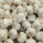 Garlic Seller From China