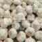 China Fresh Garlic 2016 Crop in Low Price