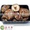 Fresh shiitake mushroom China low prices wholesale spawn cultivation