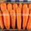 Red/Orange Carrot Seed Red Ginseng