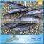 Whole Round Bullet Mackerel For BBQ
