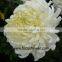 inviting fresh cut chrysanthemum flower fresh cut lotus flowers single white chrysanthemum no intermediate