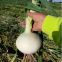 High yield and good disease-resistant white onion seeds for planting