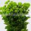 Cheap most popular single stem mini green chrysanthemum