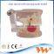 child pathological teeth model 3d dimensions jewelry dental model