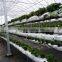 substrates hydroponic greenhouse for tomato cucumbers peppers lettuce