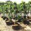 Factory price ficus bonsai trees S shape ficus