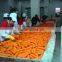 Fresh Fujian Carrot