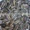 organic sunflower seeds in shell chinese confectionery sunflower seeds