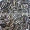 Bulk Buy Chinese sunflower seeds Bakery Type sunflower seed