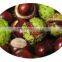 GMP Factory supply 100% Pure Natural Horse Chestnut P.E.
