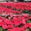 Natural poinsettia christmas flowers live plant in pot