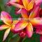 Ornamental Red flower Plumeria rubra