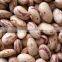 Pinto Beans /Bulk Large American Round