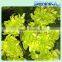 Shinning Green Fresh Flowers Fresh Cut Daisy With Wholesale Price