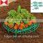Garden Strawberry Plastic Plant Holder