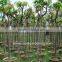 Mangifera indica outdoor fruit trees