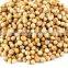 Fine Grade Organic Coriander Seeds At Your Door Step