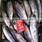 15kgs per carton sea frozen bonito and Auxis thazard