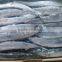 2015 seafrozen pacific saury whole round 0#:140g+
