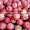 Chinese Qinguan Apple from Shanxi province