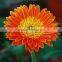 Hot Sale Gerbera Fresh Flower Decoration