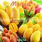 With Sweet Taste Fresh Mango