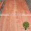 wood veneer BINTANGOR sheets wholesale
