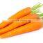 Supply fresh carrot with good quality for sale