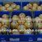 New crop fresh honey guangxi pomelo