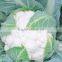 Hybrid Cauliflower Seeds for Growing-Early Talent