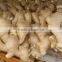 2014Organic fresh ginger