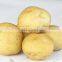 Cheap Fresh Potato for Potato Importer in Malaysia