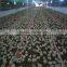 Controlled Poultry Feeding System For Broiler Breeder Chicken