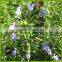 High Efficiency Liquid Extract Stevia Equipment