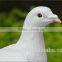 Resin bird figurines racing pigeon statues pigeon sculpture