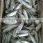 fresh best sardine of fish