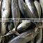 Frozen Bonito Tuna Fish